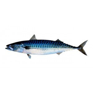 Mackerel Fish